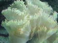   ホワイト 水族館 エレガンスのサンゴ、不思議サンゴ / Catalaphyllia jardinei フォト