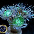   grön Akvarium Duncan Korall / Duncanopsammia axifuga Fil