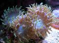   roze Akvarij Duncan Koralja / Duncanopsammia axifuga Foto