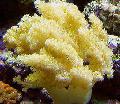   gelb Aquarium Colt Pilz (Meer Finger) / Alcyonium Foto