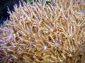   brązowy Akwarium Machając Ręką Koralowa clavularia / Anthelia zdjęcie