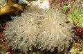   weiß Aquarium Winkenden Hand Korallen clavularia / Anthelia Foto