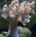 Træ Bløde Koraller (Kenya Træ Koral)