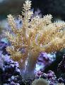 Foto Árbol De Coral Blando (Kenia Árbol De Coral)  descripción