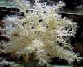   gri Acvariu Copac Coral Moale (Kenya Copac Coral) / Capnella fotografie