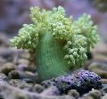   grønn Akvarium Treet Myke Koraller (Kenya Treet Koraller) / Capnella Bilde