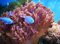  ruskea Akvaario Orivarsa Koralli / Cladiella kuva