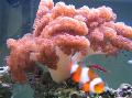   vaaleanpunainen Akvaario Orivarsa Koralli / Cladiella kuva