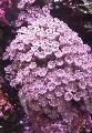   roz Acvariu Polip Stele, Tub Coral clavularia / Clavularia fotografie