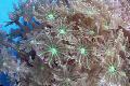   绿 水族馆 明星息肉，管珊瑚 ウミトサカ目 / Clavularia 照