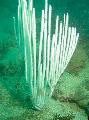   hvid Akvarium Gorgonian Bløde Koraller hav fans / Ctenocella Foto