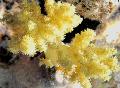   żółty Akwarium Goździk Drzewa Koralowców / Dendronephthya zdjęcie
