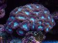   violetti Akvaario Soihtu Koralli (Candycane Koralli, Trumpetti Koralli) / Caulastrea kuva