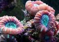   punane Akvaarium Tõrvik Korallid (Candycane Korallid, Trompet Korall) / Caulastrea Foto