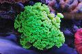   grön Akvarium Fackla Korall (Candycane Korall, Trumpet Korall) / Caulastrea Fil