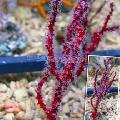   červená Akvárium Prst Gorgonia (Prst Morská Ventilátor) morské fanúšikovia / Diodogorgia nodulifera fotografie
