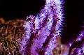   purpurne Akvaarium Sõrme Gorgonia (Sõrme Mere Fänn) / Diodogorgia nodulifera Foto