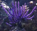   pourpre Aquarium Fan De La Mer gorgones / Euplexaura Photo