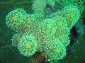   zelená Akvárium Prst Kože Koralov (Diablova Ruka Koralov) / Lobophytum fotografie