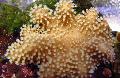   brun Akvarium Finger Læder Koral (Djævelens Hånd Coral) / Lobophytum Foto