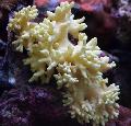  žltý Akvárium Prst Kože Koralov (Diablova Ruka Koralov) / Lobophytum fotografie