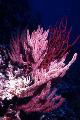   rosa Akvarium Menella havet fläktar Fil