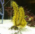   żółty Akwarium Menella morza fanów zdjęcie