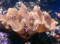   marron Aquarium Champignon Douce / Sarcophyton Photo