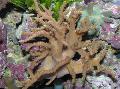 Sinularia Finger Læder Koral