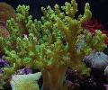   grön Akvarium Sinularia Finger Läder Korall Fil