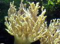   gelb Aquarium Sinularia Finger Lederkoralle Foto