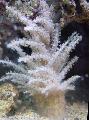 Joulukuusi Koralli (Medusa Koralli)