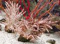   bruin Aquarium Kerstboom Koraal (Medusa Koraal) / Studeriotes foto