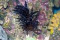   siyah Akvaryum Yılbaşı Ağacı Mercan (Medusa Mercan) / Studeriotes fotoğraf