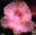 Coral Olho Da Coruja (Botão Coral)