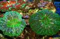   zöld Akvárium Bagoly Szeme Korall (Gomb Korall) / Cynarina lacrymalis fénykép