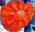  red Aquarium Owl Eye Coral (Button Coral) / Cynarina lacrymalis Photo