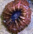   rudas Akvariumas Pelėda Akių Koralų (Mygtuką Koralų) / Cynarina lacrymalis Nuotrauka