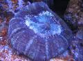   purple Aquarium Owl Eye Coral (Button Coral) / Cynarina lacrymalis Photo