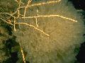   žltý Akvárium Swiftia (Severné More Ventilátor) morské fanúšikovia fotografie