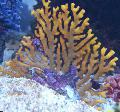 Spitzen-Stick Korallen