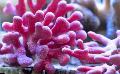   růžový Akvárium Krajka Hůl Korálů hydroid / Distichopora fotografie