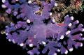  фиолетовый Аквариум Дистихопора гидроидные / Distichopora Фото