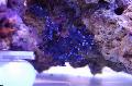   albastru Acvariu Dantelă Băț Coral hydroid / Distichopora fotografie