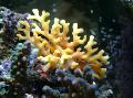  sarı Akvaryum Dantel Sopa Mercan hidroid / Distichopora fotoğraf