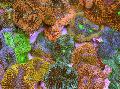   коричневый Аквариум Дискоактиния флоридская / Ricordea florida Фото