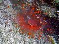   წითელი აკვარიუმი ბურთი Corallimorph (ნარინჯისფერი ბურთი Anemone) სოკოს / Pseudocorynactis caribbeorum სურათი