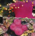   sārts Akvārijs Ball Corallimorph (Oranža Bumba Anemone) sēne / Pseudocorynactis caribbeorum Foto