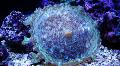   светло плава Акваријум Discosoma Neglecta гљива фотографија