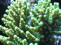   grön Akvarium Acropora Fil